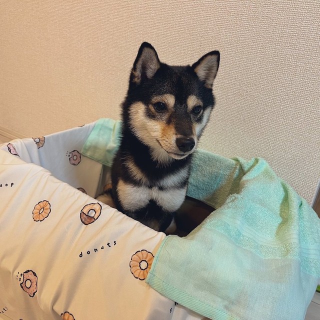 リュックの中ではこんな感じでお座りをしていた模様（画像提供：【黒豆柴】煮豆さん @nimame_0130）