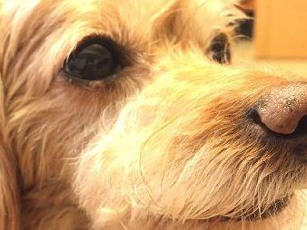 愛犬に「ものもらい」ができたら？　目薬＆じんわり秘策で予防