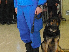 警察犬アイル号、徘徊高齢者を５分で発見　ご褒美はペットフード