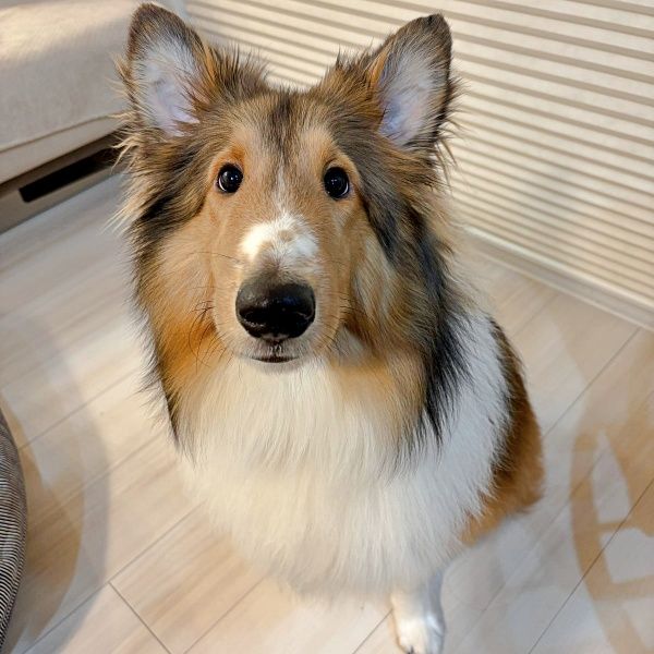 マッチ棒くらい細いやん」丸洗いされた犬の絶望フェイスに1.8万いいね