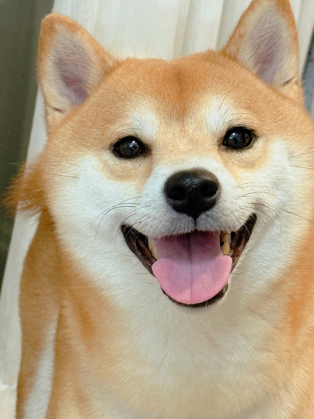 スマイル！笑顔も可愛いですね（画像提供：おかかときんぴらさん）