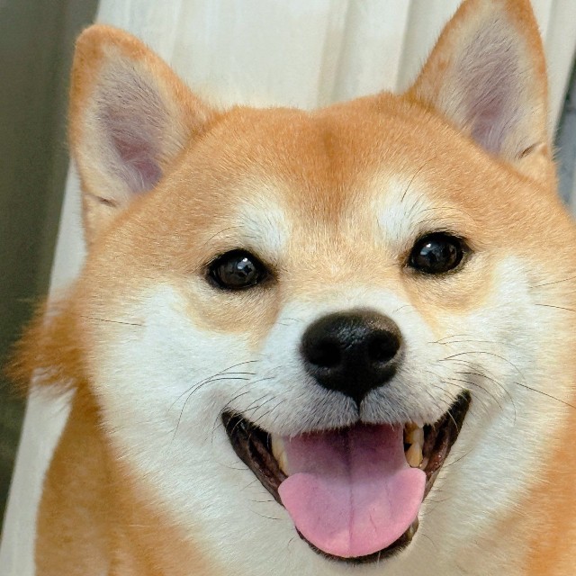 スマイル！笑顔も可愛いですね（画像提供：おかかときんぴらさん）