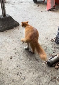 逆立ちしていないときはこんなふうに歩きます（凛さん提供、Instagramよりキャプチャ撮影）