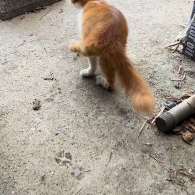 逆立ちしていないときはこんなふうに歩きます（凛さん提供、Instagramよりキャプチャ撮影）