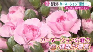 母の日を前に郡仙台市長にカーネーション　東北一の産地は宮城・名取市