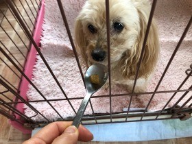 来客に吠える犬　サークルを置いて少しずつ慣らそう