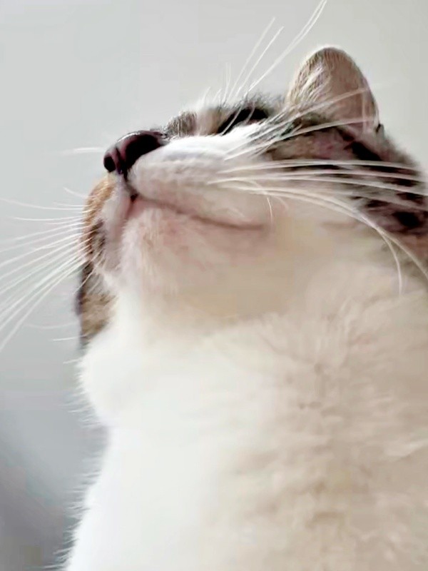 飼い主さんのお腹の上にのったチャイちゃん（画像提供：nekokawaii1214さん）