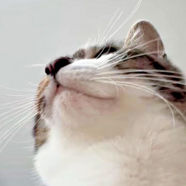 飼い主さんのお腹の上にのったチャイちゃん（画像提供：nekokawaii1214さん）