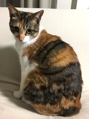 三毛猫のエレナはどちらかというと慎重