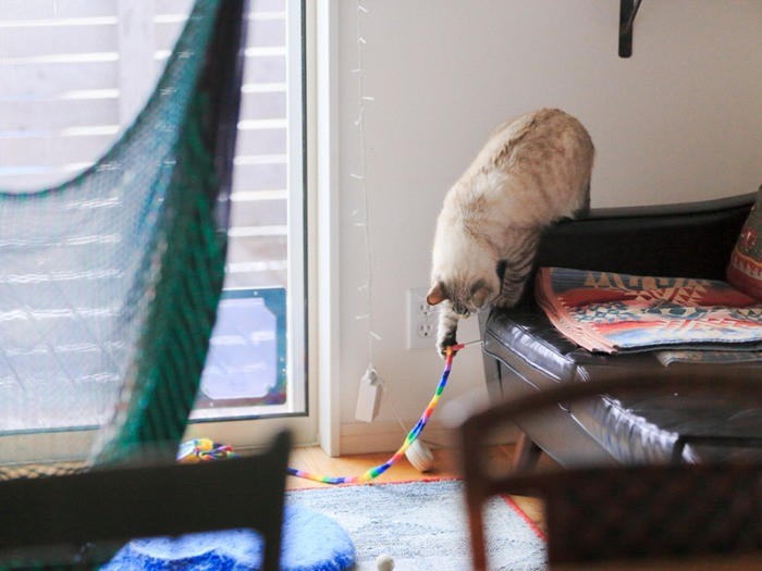 遊んでもらいましょう。