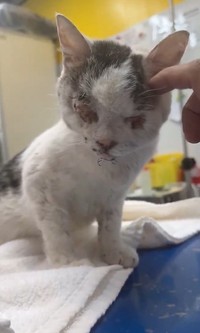 痛々しいが、回復しつつあるそう（「さとう＠猫ぼっこ」さん提供、Xよりキャプチャ撮影）