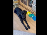 パパから「どうしたの？」と聞かれたうぶちゃん（画像提供：うぶ UBU ラブラドールレトリバーさん）