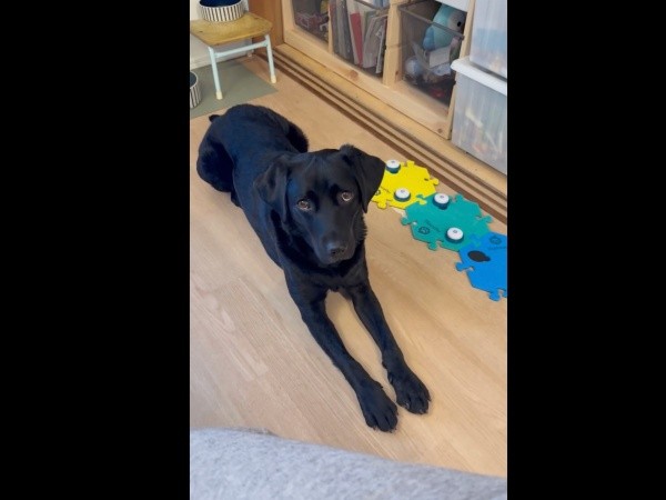 パパから「どうしたの？」と聞かれたうぶちゃん（画像提供：うぶ UBU ラブラドールレトリバーさん）