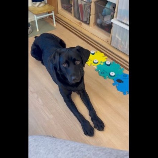 パパから「どうしたの？」と聞かれたうぶちゃん（画像提供：うぶ UBU ラブラドールレトリバーさん）