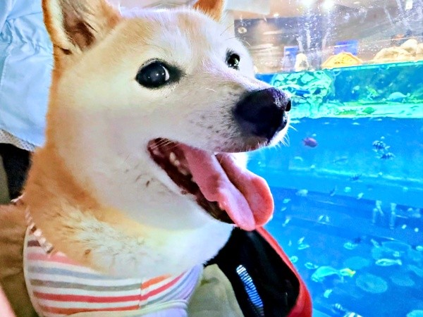 【ビフォー写真】初めて水族館を訪れ、笑顔になるゆめちゃん（画像提供：柴犬の見る夢さん）