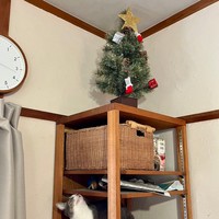 【ビフォー】クリスマスツリーを出しました。嫌な予感しかしない……（画像提供：内田さん）