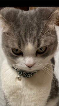 クローゼットに閉じこめられてとても怒っているコハクくん。「怒りが、かなり伝わってきます」「怒ったお顔も可愛い」などとTwitterで話題を呼んでいる（提供写真）
