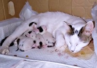 4匹の子猫を生んだキナコちゃん（画像提供：ゆーちゃんさん）