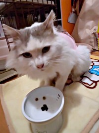 おうちでご飯を食べるメルくん（画像提供：レオとむぎさん）