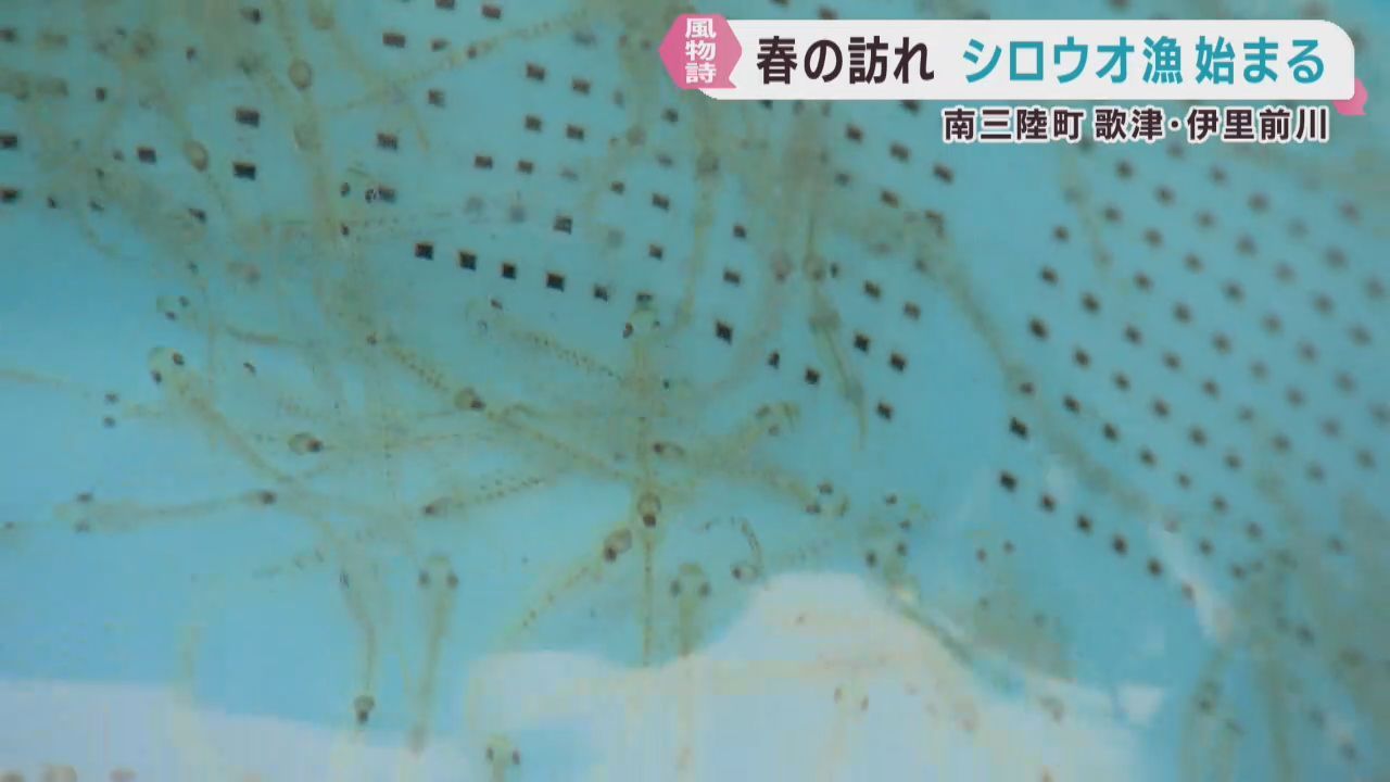 春の訪れを告げるシロウオ漁が始まる　宮城・南三陸町