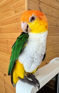 かわいいお顔とは裏腹に、恐竜のような足