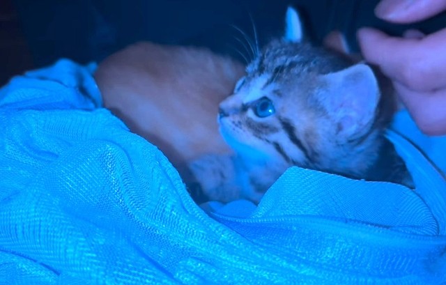 先住猫の命日の日。とってもちっちゃい子猫たち（「けいちゃん⌇お家大好き51歳母」さん提供、Instagramよりキャプチャ撮影）