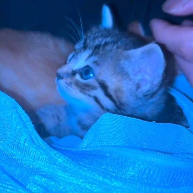 先住猫の命日の日。とってもちっちゃい子猫たち（「けいちゃん⌇お家大好き51歳母」さん提供、Instagramよりキャプチャ撮影）