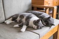 ペットに合わせたエアコンの設定温度…意識していますか？　※画像はイメージです（chendongshan/stock.adobe.com）