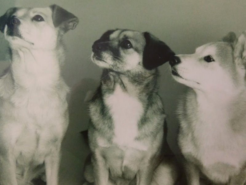 かつての愛犬ピッピ、ポッポ、ペル（３人娘の愛称は「ピッポッぺ」）
ご近所でも人気者だった