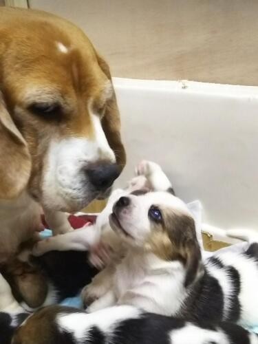 家にきたころの「シリウス」