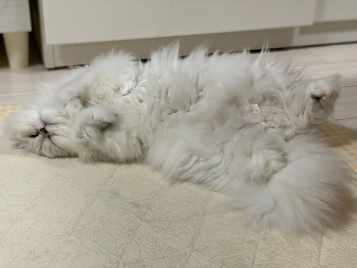 もう1匹の愛猫「ルル」はマイペース。いつもおなかを出して寝ている（山下さん提供）