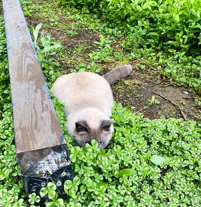 カッコいい顔で平べったくなってますけど丸見えですよ、ボンボンくん（提供：もも　と　みらいさん）