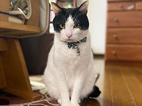 ドラッグストアに捨てられていたところを高校生に発見された　ハチワレ猫「オレオ」