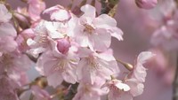はっきりとした鮮やかなピンク色が特徴の河津桜