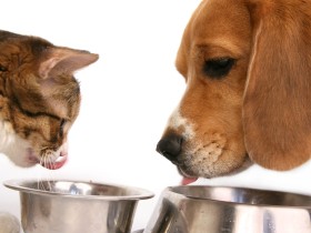 【アンケート募集】　犬や猫のペットフード選び、どうしてますか？