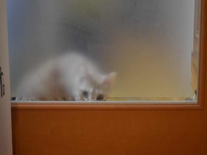 筆者が玄関に入ってくると、いつもきなこが、リビングのガラス扉越しに「ニャオ～」と悲痛な声で鳴く