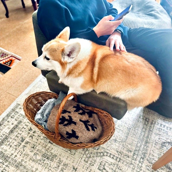 ソファに座るお父さんと肘置きのあいだにおさまってくっつくガブちゃん（画像提供：ガブちゃんさん）
