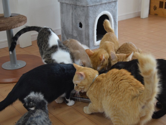 お昼ごはんの時間、夢中で食べる
