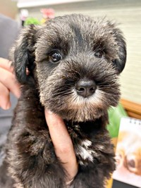 2025年8月16日、家族になったセブンくん（画像提供：セブン@シュナウザーさん）