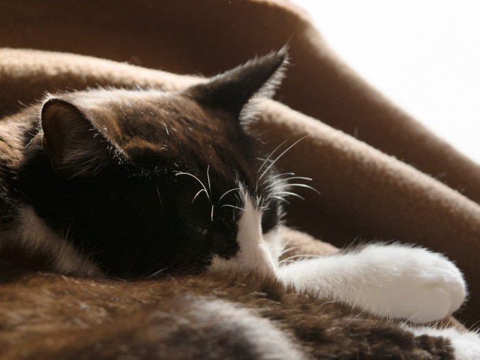 毛布の上で、ひなたぼっこ（小林写函撮影）