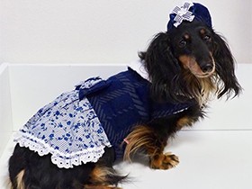 いつもニコニコ　人懐っこいミニチュアダックスの「らん」