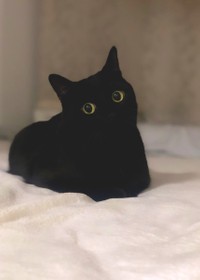 モノトーンでどうだ？＝黒猫のこねろくさん（@nkknrk）提供
