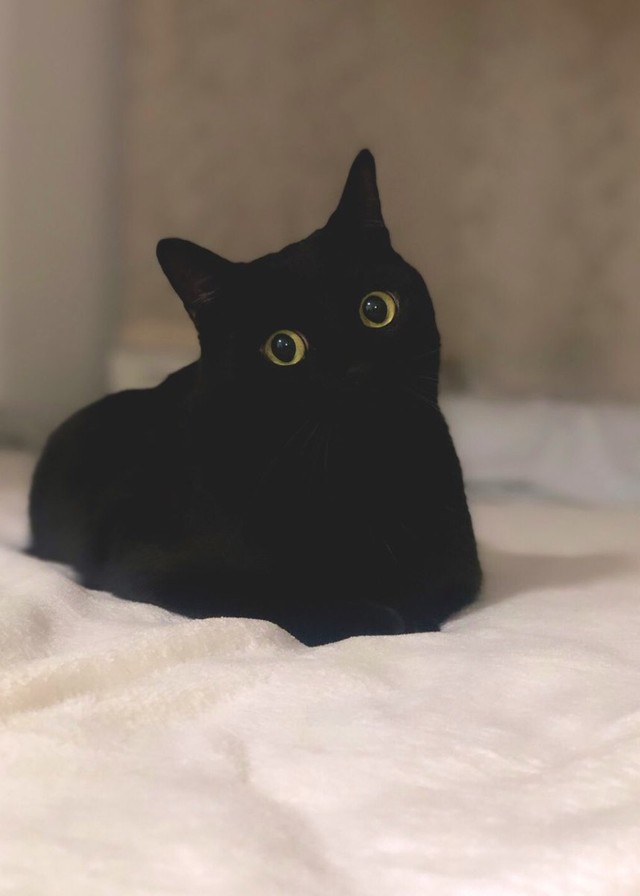 モノトーンでどうだ？＝黒猫のこねろくさん（@nkknrk）提供
