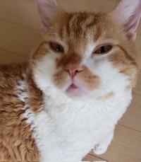 下膨れな顔が可愛い＝ラムキンのもやし君さん（@moyashi_Lambkin）提供