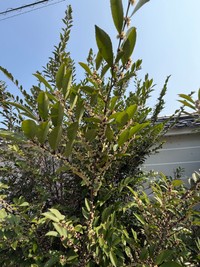 サカキの代用として、墓・仏壇へのお供えや玉串など宗教的な利用が多い（ナンシさん提供）