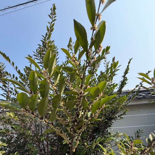 サカキの代用として、墓・仏壇へのお供えや玉串など宗教的な利用が多い（ナンシさん提供）