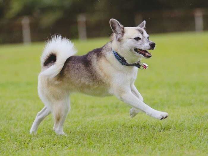 ドッグランで風を切って走るすな
