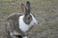 生息するのは外来種の「カイウサギ」　写真：兼子伸吾（福島大学）