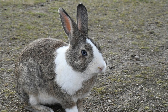 生息するのは外来種の「カイウサギ」　写真：兼子伸吾（福島大学）