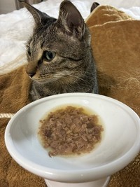 ナビくんが食べてくれるフードを探し、水分も補給してもらおうと奮闘した日々